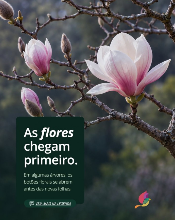 Postagem de Floricultura Toque Especial