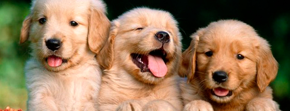 Banner Baby Dog Pet Shop