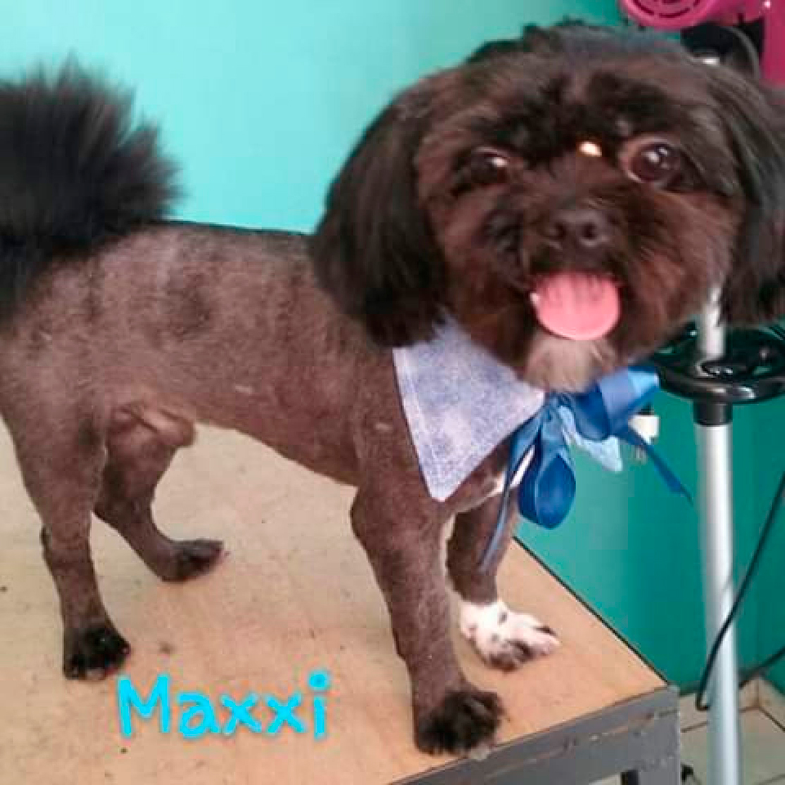 Banner Bom pra Cachorro – Pet Shop